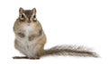 Siberian chipmunk, Euamias sibiricus, standing Royalty Free Stock Photo