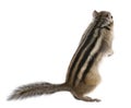 Siberian chipmunk, Euamias sibiricus, standing Royalty Free Stock Photo