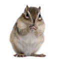 Siberian chipmunk, Euamias sibiricus, standing Royalty Free Stock Photo