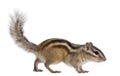 Siberian chipmunk, Euamias sibiricus, walking