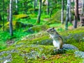 Siberian chipmunk Eutamias sibiricus sitting hind legs on a mossy stone Royalty Free Stock Photo