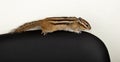 Siberian Chipmunk, Eutamias, Tamias sibiricus