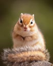 The Siberian chipmunk has a total length of 18 to 25 cm, including the tail which is about a third of the length.