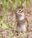 Siberian Chipmunk on hind legs Royalty Free Stock Photo