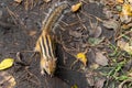 Siberian chipmunk in the taiga forest in search of food Royalty Free Stock Photo