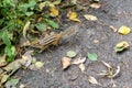 Siberian chipmunk in the taiga forest in search of food Royalty Free Stock Photo