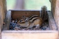 Siberian chipmunk in the taiga forest in search of food Royalty Free Stock Photo