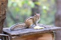 Siberian chipmunk in the taiga forest in search of food Royalty Free Stock Photo