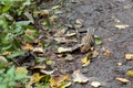 Siberian chipmunk in the taiga forest in search of food Royalty Free Stock Photo