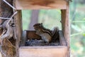 Siberian chipmunk in the taiga forest in search of food Royalty Free Stock Photo