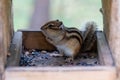 Siberian chipmunk in the taiga forest in search of food Royalty Free Stock Photo