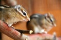 Siberian chipmunk (Tamias sibiricus)