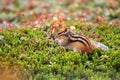 Siberian chipmunk Royalty Free Stock Photo