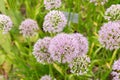 Siberian chives or Allium Nutans in Zurich in Switzerland