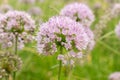 Siberian chives or Allium Nutans in Zurich in Switzerland