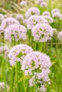 Siberian chives or Allium Nutans in Zurich in Switzerland