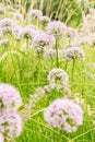 Siberian chives or Allium Nutans in Zurich in Switzerland