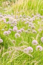 Siberian chives or Allium Nutans in Zurich in Switzerland