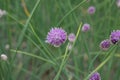 Siberian chives Allium schoenoprasum var.Â sibiricum, purple flower Royalty Free Stock Photo