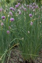 Siberian chives Allium schoenoprasum var.Â sibiricum, purple flowering plant