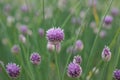 Siberian chives Allium schoenoprasumÂ var.Â sibiricum, purple flowers