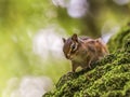 Siberian or common chipmunk squirrel, eutamias Royalty Free Stock Photo