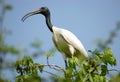 Siberian crane