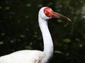 Siberian Crane