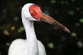 Siberian Crane