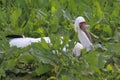 Siberian crane