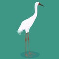 Siberian crane cartoon