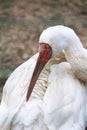 Siberian crane (Grus leucogeranus Royalty Free Stock Photo