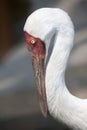 Siberian crane (Grus leucogeranus) Royalty Free Stock Photo