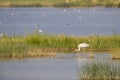 Siberian crane Grus leucogeranus searching for food Royalty Free Stock Photo