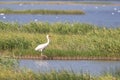 Siberian crane Grus leucogeranus searching for food Royalty Free Stock Photo