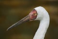 Siberian crane Grus leucogeranus Royalty Free Stock Photo