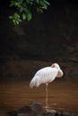 Siberian crane Royalty Free Stock Photo