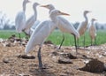 The white crane or Leucogeranus leucogeranus waiting in a field