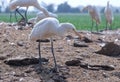 A white crane searching for good catch