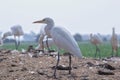 A portrait of a white crane searching for good catch