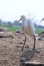 A portrait of white crane