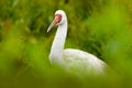 Siberian crane, Leucogeranus leucogeranus, also known as the Siberian white snow crane, rare bird from Russia. Detail close-up