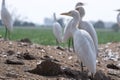 Group of white crane or Leucogeranus leucogeranus waiting in a field