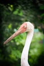 The Siberian crane (Leucogeranus leucogeranus) side 3 4 portrait Royalty Free Stock Photo