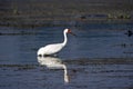 Siberian Crane, Witte Kraanvogel, Grus leucogeranus