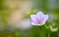 Siberian Cranesbill Geranium sibiricum