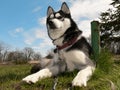 Siberian dog Royalty Free Stock Photo