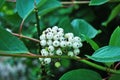 Siberian Dogwood (cornus alba)