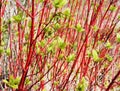 Siberian dogwood red-barked shrub Cornus alba Royalty Free Stock Photo