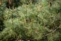 Siberian dwarf pine Pinus pumila